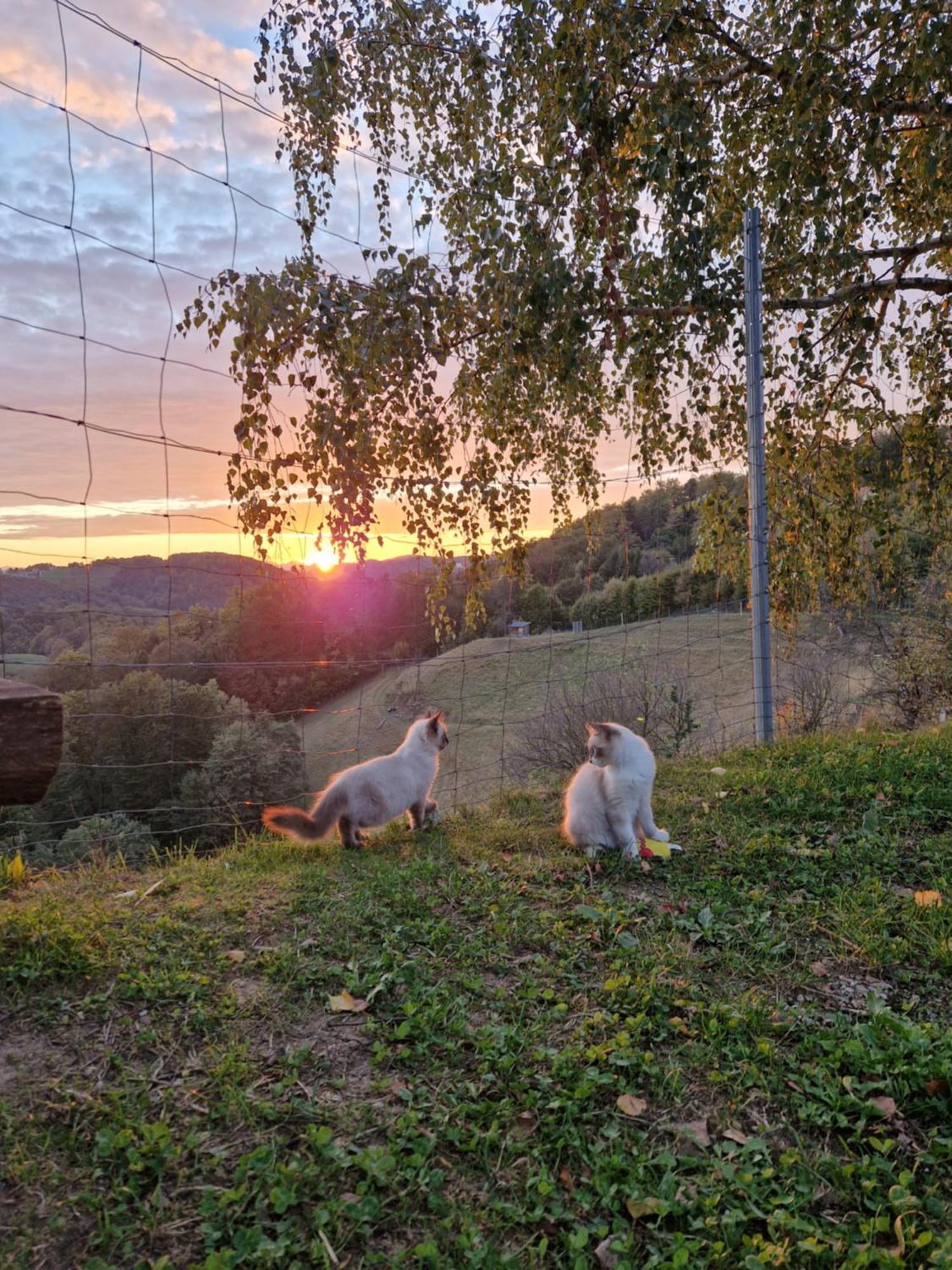 Relax Guest House Marjanca Rogaska Slatina Bagian luar foto